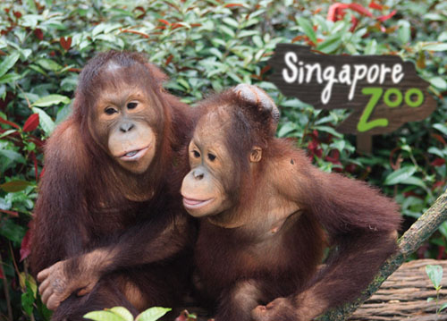 Singapore Zoo Tour